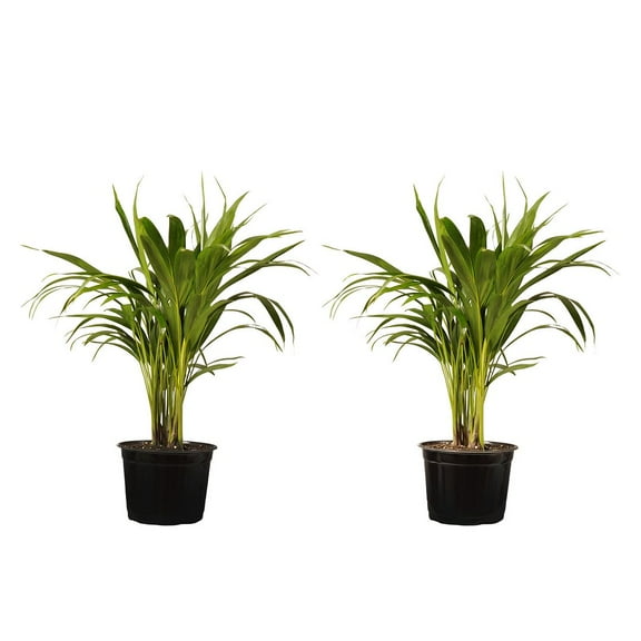 United Nursery Live Areca Palm Plant 2-pack 14-18 inches Tall in 6 inch Grower Pot