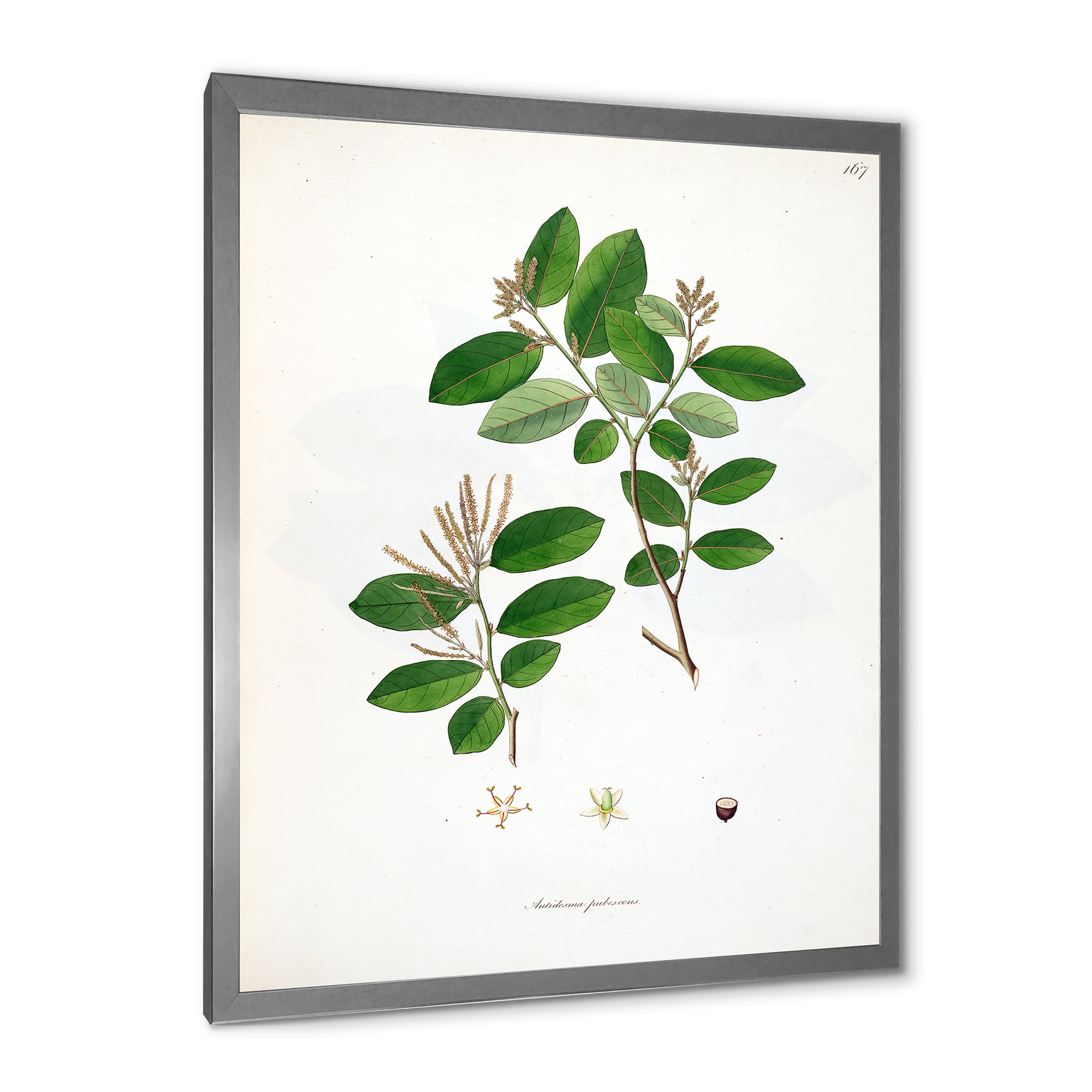 Designart 'Ancient Plant Life XIX' Farmhouse Framed Art Print