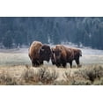 thumbnail image 2 of Jones, Adam 24x17 Black Ornate Wood Framed with Double Matting Museum Art Print Titled - American Bison Yellowstone National Park-Wyoming, 2 of 4