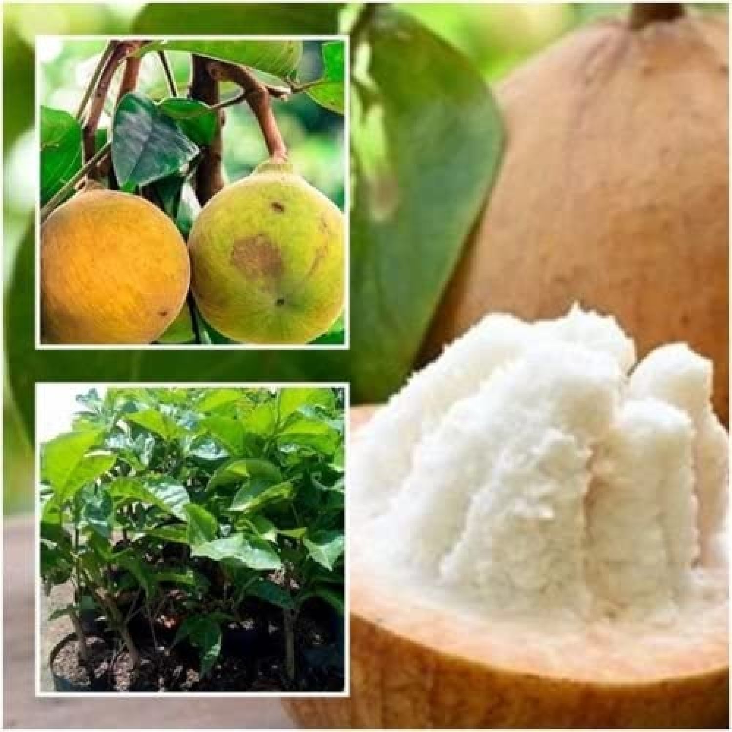 Santol Tree plant grafted Tall 22" Sentul Sandoricum koetjape Fruit