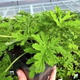 thumbnail image 5 of Pelargonium Citrosum, Citronella, Scented Geranium - Pot Size: 4.5" - Fragrant Plants, Plants, 5 of 6
