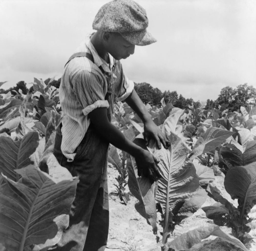 sharecropper-1939-nthe-son-of-an-african-american-sharecropper-at-work