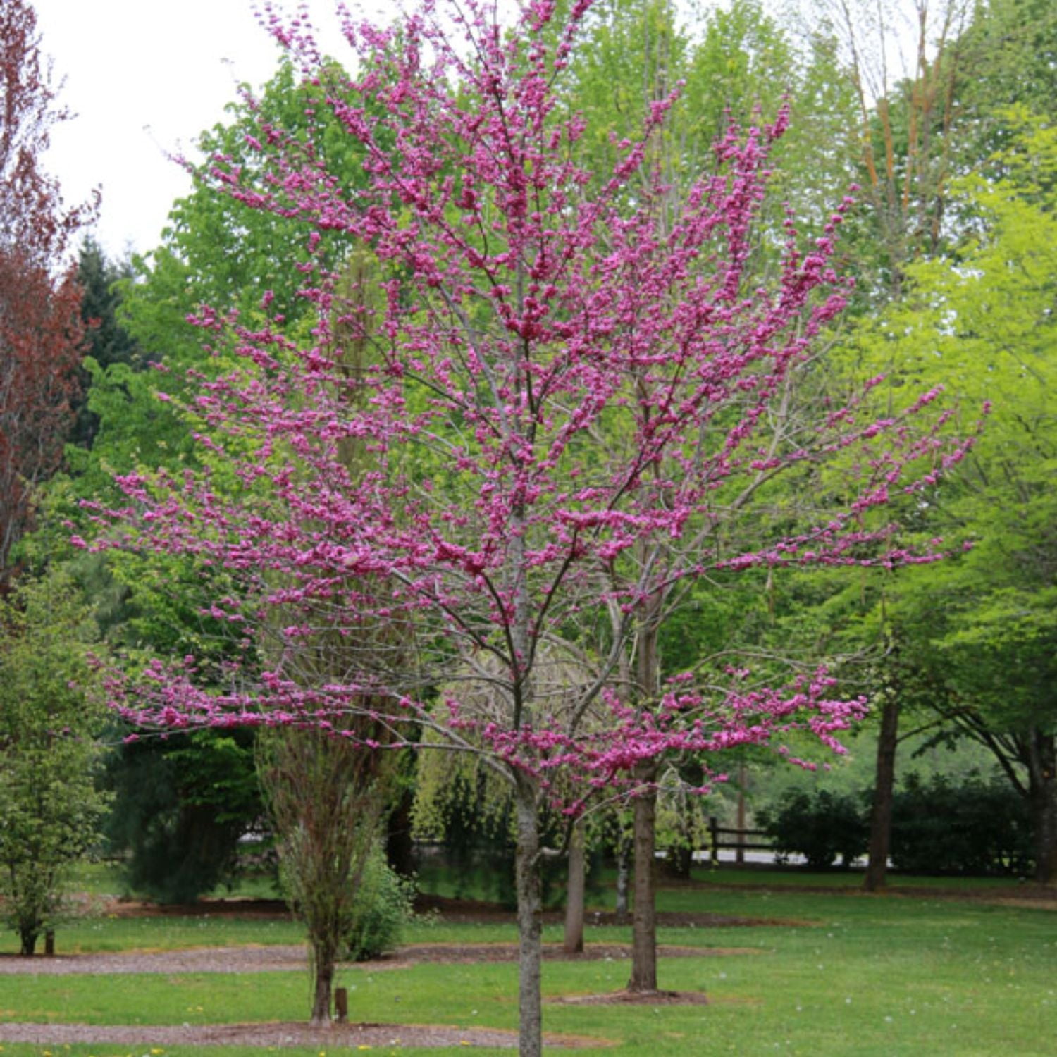 Expert Gardener 2-3 ft. tall Pink Pom Pom Redbud Tree in 5- Gallon Grower Pot