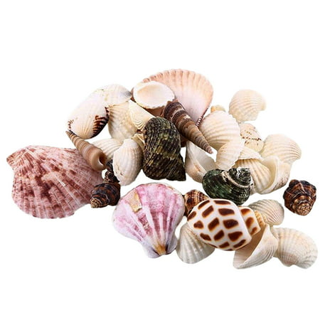 AngelCity 100/120g Sea Beach Mix Natural Shell & Conch,Seashell For Aquarium Fish Tank Parts
