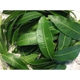 thumbnail image 5 of Fresh Mango Leaves Tea Organic All Natural, No Pesticide, No Chemical from South Florida Qty 250+, 5 of 5