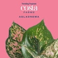 thumbnail image 4 of Costa Farms 14" Pink Aglaonema Live House Plants in 5" Self-Watering Pot, 4 of 12