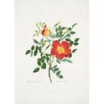 thumbnail image 2 of Mary Lawrance 11x14 Black Ornate Wood Framed Double Matted Museum Art Print Titled: Rosa Lutea-Bicolor (1799), 2 of 5