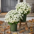 thumbnail image 3 of Crisantemos Artificiales 21 Cabezas Ramos de Flores Falsas 10 Piezas para Decoración de Interiores y Exteriores Arreglos para Escenas de Jardín Conmemorativo, 3 of 7