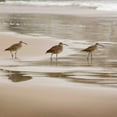thumbnail image 3 of Delimont, Danita 12x12 Black Modern Framed Museum Art Print Titled - Shore Birds II, 3 of 5