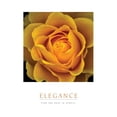 thumbnail image 3 of Unknown 12x14 Black Modern Framed Museum Art Print Titled - Elegance - Peach Rose, 3 of 5