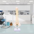 thumbnail image 4 of 1 modelo de columna vertebral humana, hueso humano, coxis, pelvis, modelo para, 4 of 8