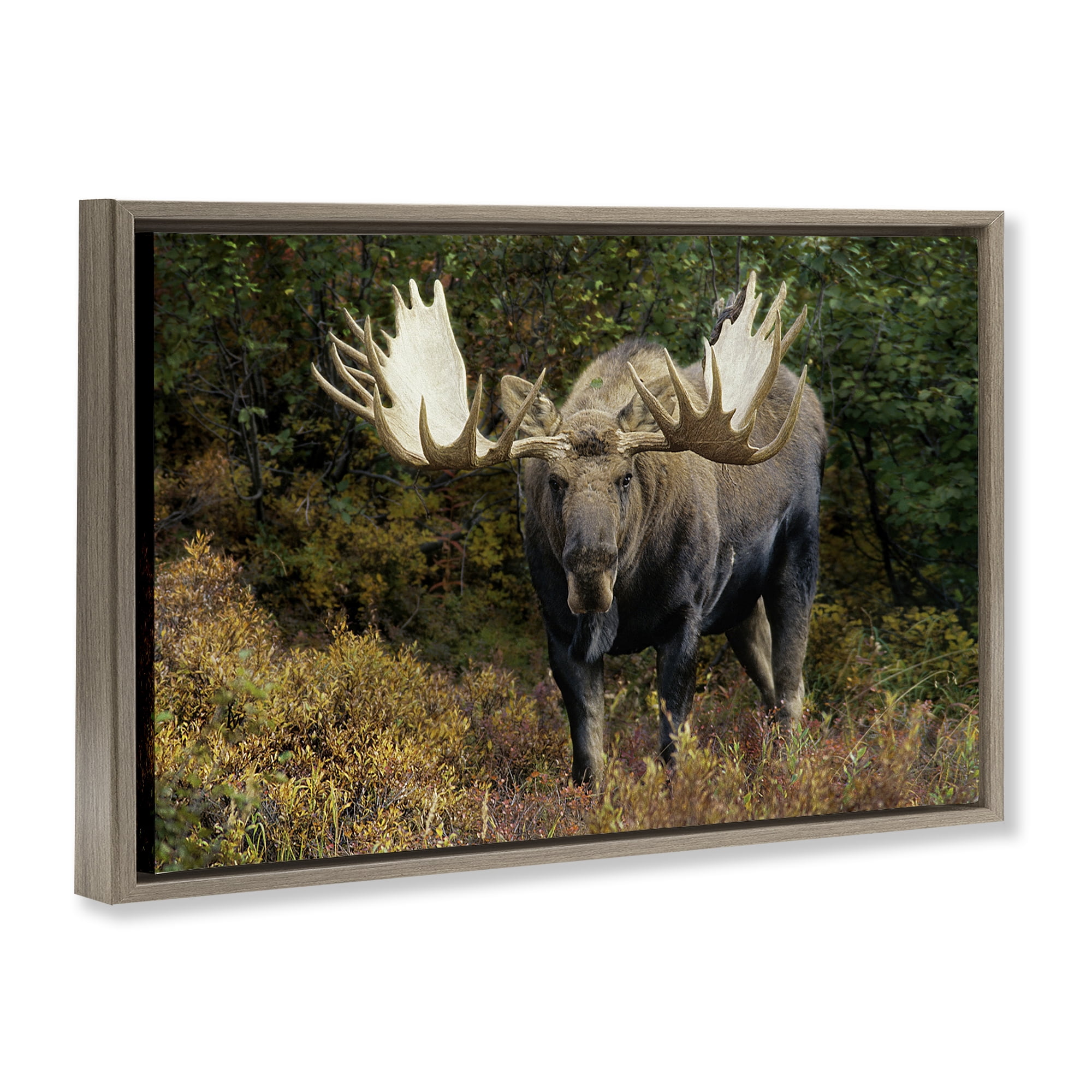 Stupell Industries Bull Moose Face Off Animals Photography Brown Floater Framed Canvas Art Print Wall Art, 31 x 21