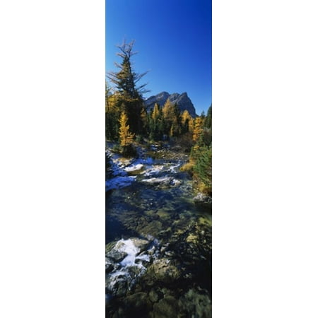 Stream flowing in a forest Mount Assiniboine Provincial Park border of Alberta and British Columbia Canada Canvas Art - Panoramic Images (18 x