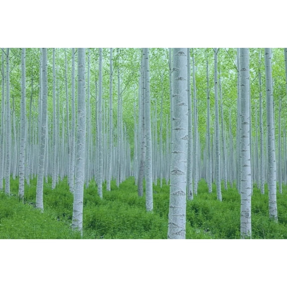 5 White Poplar Tree Cuttings for Planting - Great for Privacy, Wind Block, Fast Growing Trees