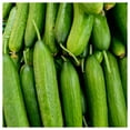 thumbnail image 3 of Everwilde Farms - 1/4 lb Organic Straight Eight Cucumber Seeds - Gold Vault Bulk Seed Packet, 3 of 3