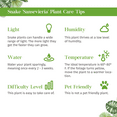thumbnail image 5 of Snake Plant Gold Hahnii Live Plant for Indoor | Different Houseplants in 4'' & 6'' Pot | Real House Plant for Living Room, Office, Desk & Bathroom | Laurentii, 5 of 6