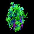 thumbnail image 2 of Decoración de acuario Underwater Treasures Glo Anubias Blue, 2 of 2