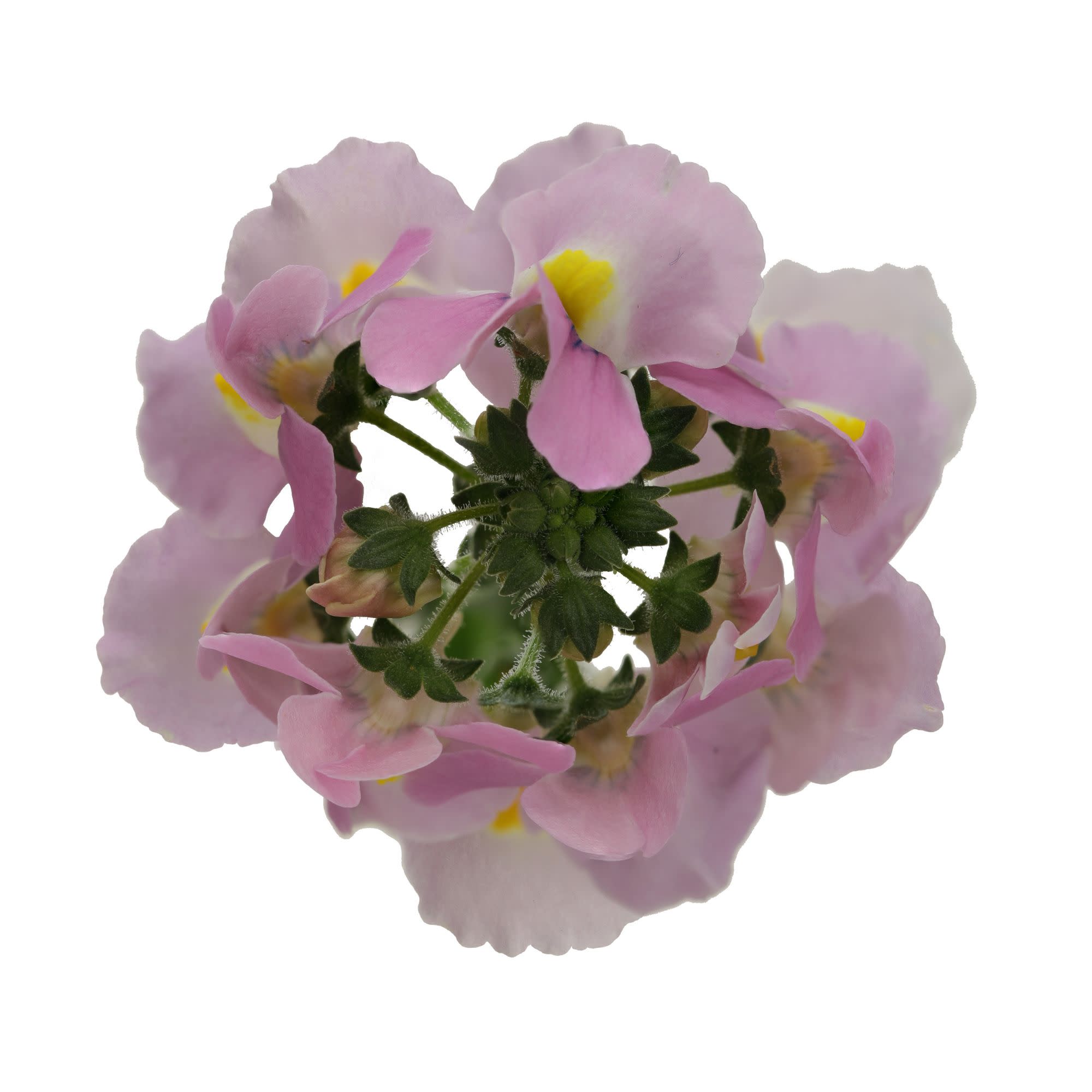 Proven Winners 4" Aromance Pink Nemesia Live Plant in 4.25" Pot (4 Count)