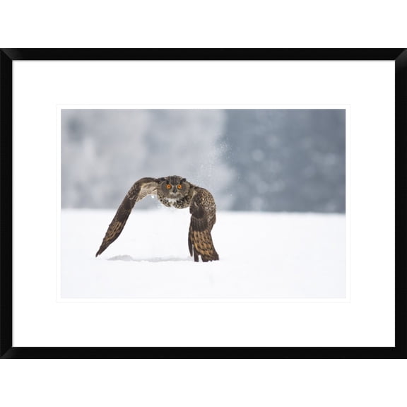 Global Gallery Milan Zygmunt 'Eurasian Eagle-Owl' Framed Wall Art