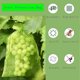 thumbnail image 2 of Bolsas de protección para uvas, 100 piezas de bolsas de protección para frutas, bolsas de organza transpirables con cordón de 30 cm x 20 cm para proteger los racimos de uvas de los avispones., 2 of 5