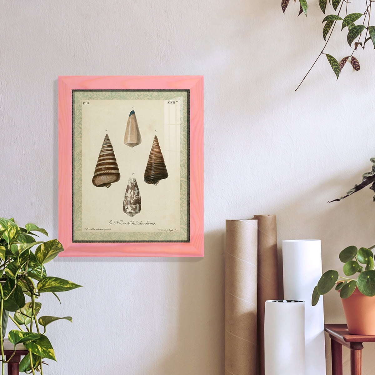 Bookplate Shells VI - Framed Print w/glass - Sunset Pink