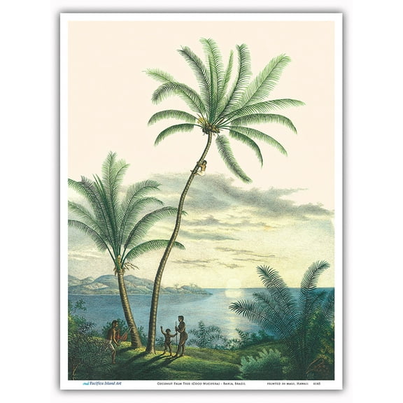 Coconut Palm Tree (Coco Nucifera) - Bahia Brazil - Vintage Botanical Illustration by Carl Friedrich Philipp von Martius c.1820s - Master Art Print (Unframed) 9in x 12in