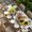 Yellow Beige Ivory, variant on Farmhouse Sunflowers Table Cloths for 8 Foot Rectangle Tables, Western Star Country Bird Pine Cone Patio Waterproof Elastic Fitted Tablecloths, Washable Rectangular Table Cover for Camping