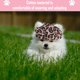 thumbnail image 4 of Gorras de béisbol transpirables para perros Sunbonnet Premium para perros modernos y elegantes, 4 of 5