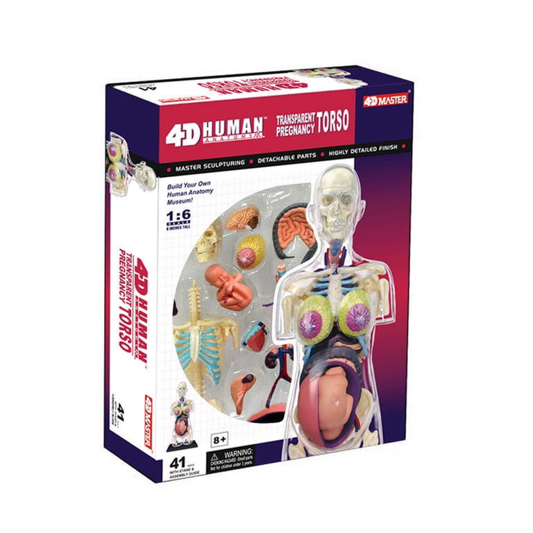 Tedcotoys Human Anatomy - Transparent Pregnancy Model - Walmart.com