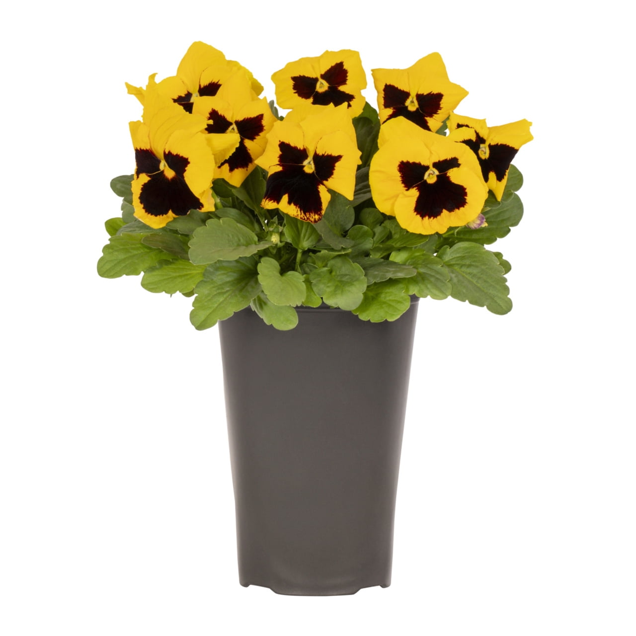 Expert Gardener 2QT Yellow Blotch Pansy Live Plant Grower Pot Sun (3 Pack)