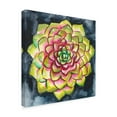 thumbnail image 2 of Trademark Fine Art 'Succulent Rosette III' Canvas Art by Chariklia Zarris, 2 of 4