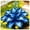 C, variant on (H-ostas)-Shade Plant for Gardens-Easy Grow-Low Maintenance-Ideal for Beds Borders, Plant Pots & Planters