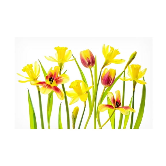 Canvas Wall Art - Jacky Parker 'Vibrant Spring' Wall Art for Living Room, Bedroom, or Office Décor by Trademark Fine Art - 19 x 12 Inches