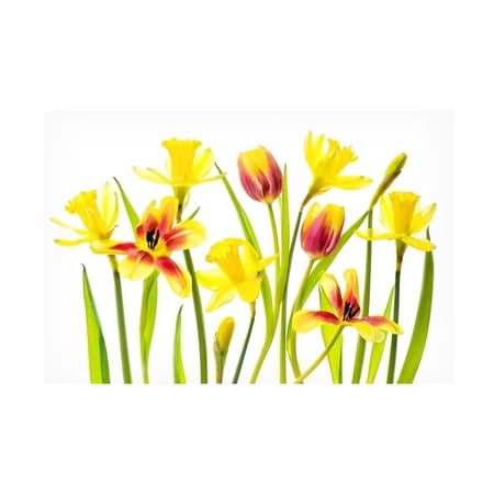 Canvas Wall Art - Jacky Parker 'Vibrant Spring' Wall Art for Living Room, Bedroom, or Office Décor by Trademark Fine Art - 19 x 12 Inches