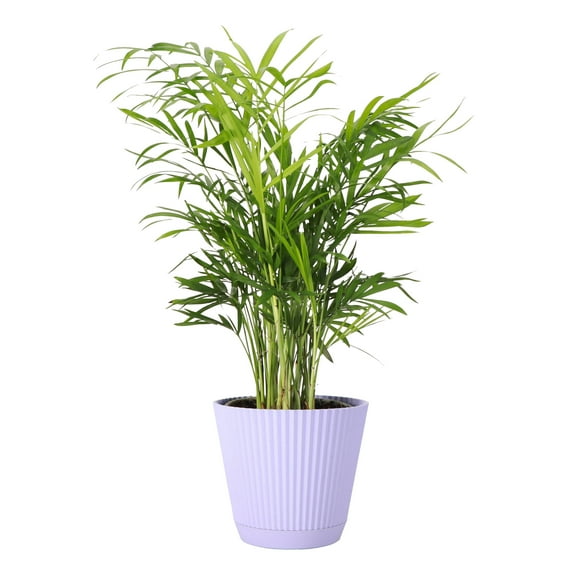 Live Parlor Palm Plant - Pet Safe - 4" Decorative Pot Cover - Thorsen's Greenhouse