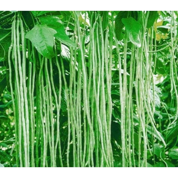 Yard Long Bean Seeds for Planting - 50 Seeds - Asparagus Bean | Snake Bean | Chinese Long Bean | Red Ripper Cowpeas