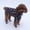 Black, variant on TIMIFIS Dog Winter Coat Pet clothes autumn and winter models and fleece sweater for small dogs Dog Clothes - Fall