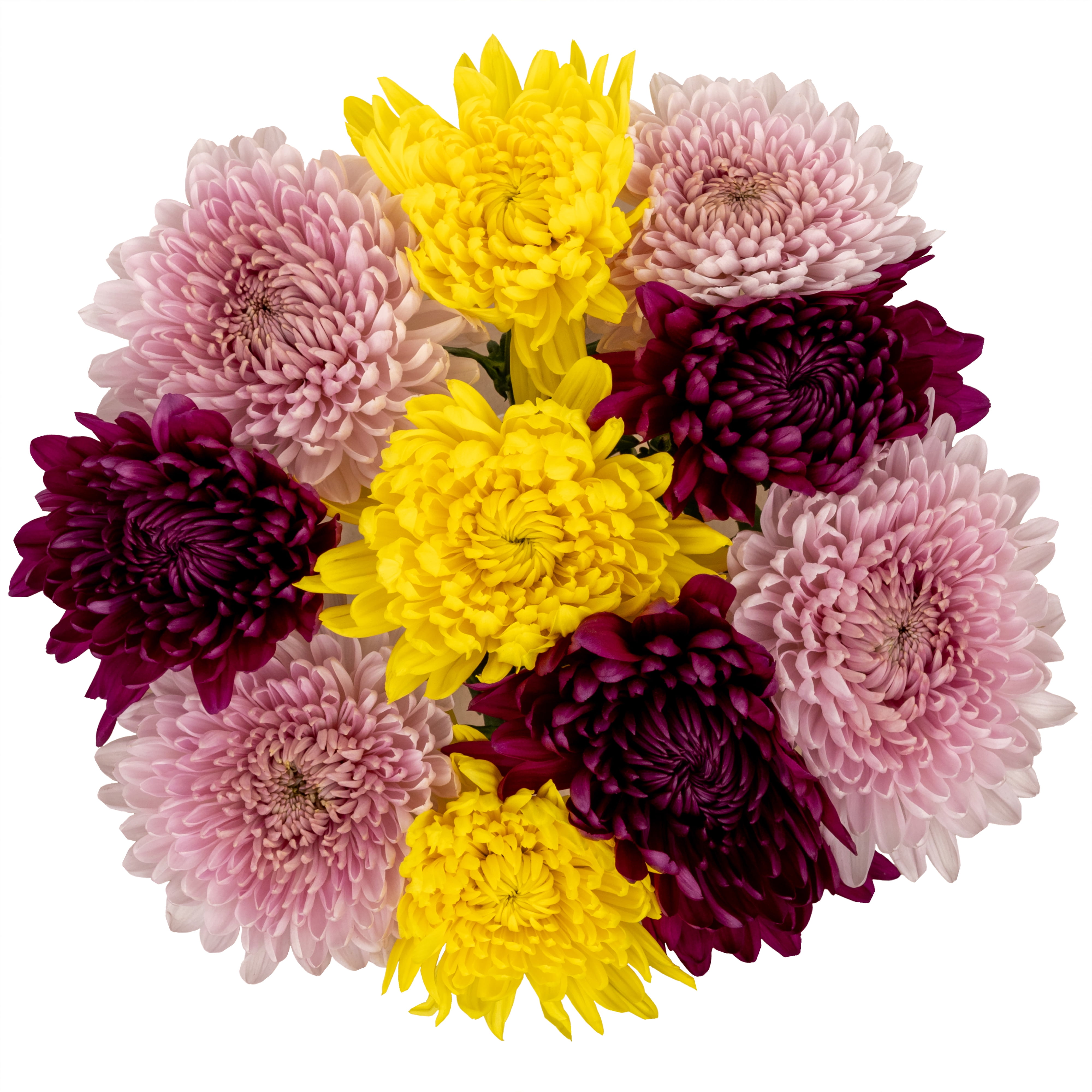 Fresh-Cut Jumbo Mums Flower Bunch, Colors Vary