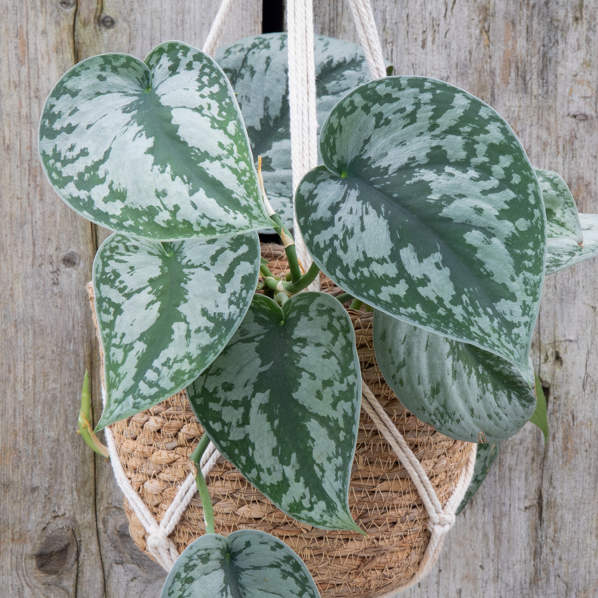 National Plant Network 5.5 in. Pothos Silvery Ann
