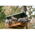 thumbnail image 2 of Horton, Janet 18x13 White Modern Wood Framed Museum Art Print Titled - Flock of Band-tailed Pigeons cramming into a birdfeeder, 2 of 4