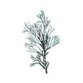 thumbnail image 3 of McCavitt, Naomi 12x14 Black Modern Framed Museum Art Print Titled - Seaweed Specimens on White IV, 3 of 5