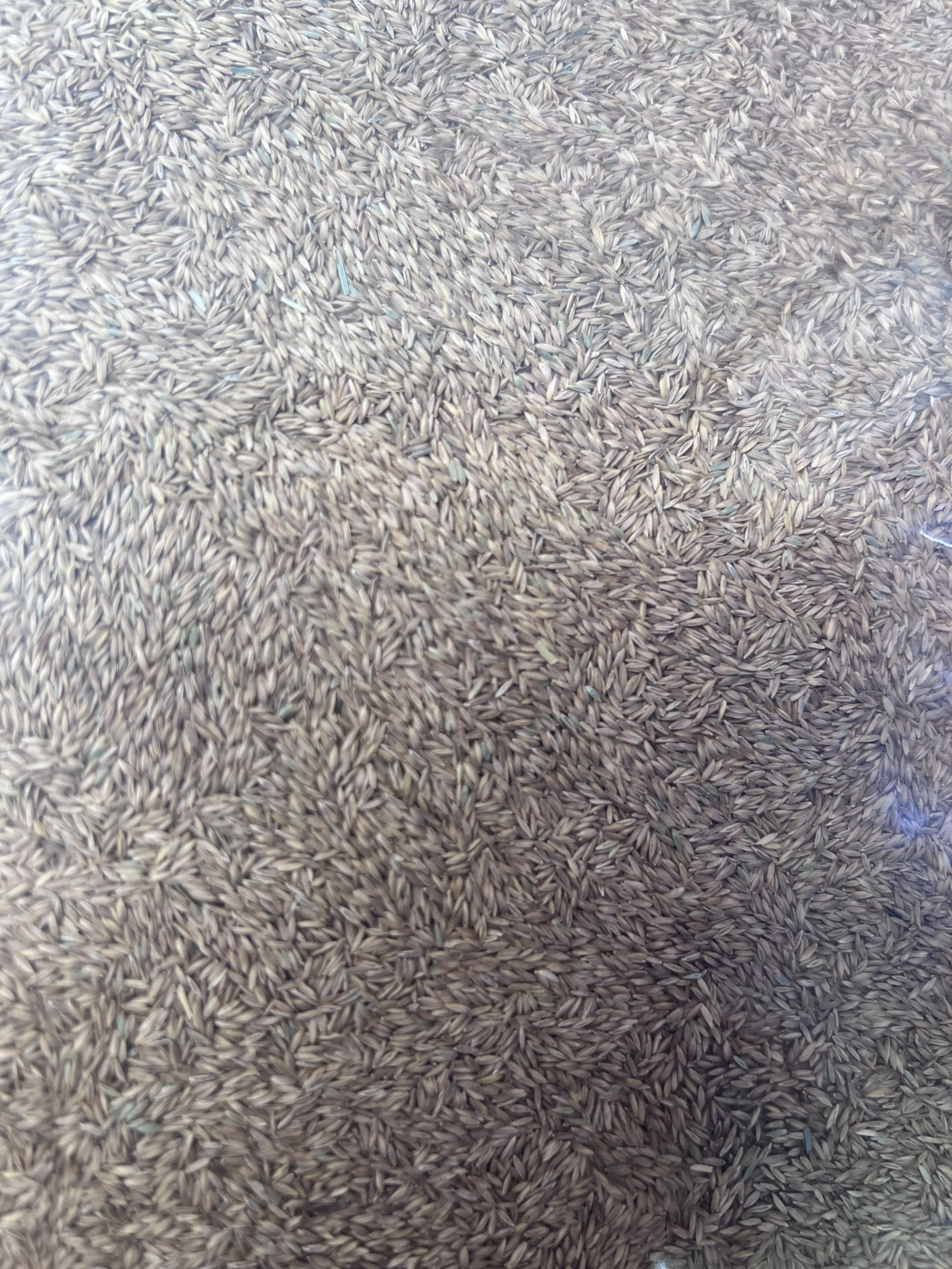 Brownie Brand Seed Kentucky Bluegrass Blue Devil, 5 lbs. Plant Seeds for Sports Fields, Home Lawns. Perennial.