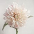 thumbnail image 3 of Jane, Sarah 20x20 Black Modern Framed Museum Art Print Titled - White Bloom From The Garden, 3 of 5