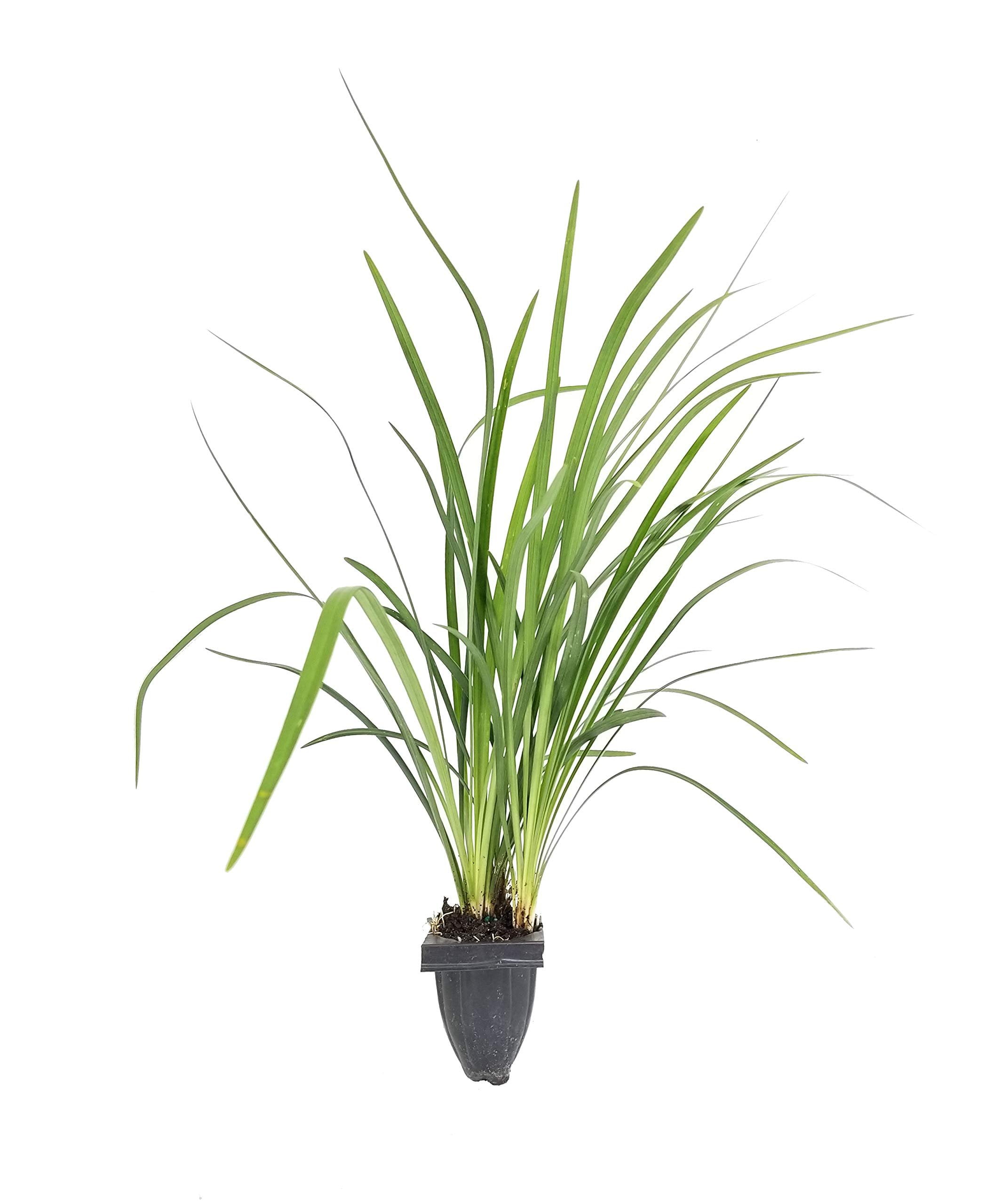 Emerald Goddess Liriope Muscari - 10 Live Plants - Drought Tolerant Low Maintenance Evergreen Ground Cover Grass