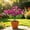 10 Pack-WD15, variant on 10 Pack Of Artificial Flowers 14.56in Trumpet Flowers Bushes Fake Outdoor Plants For Porch Balcony Garden Patio Window Box Home