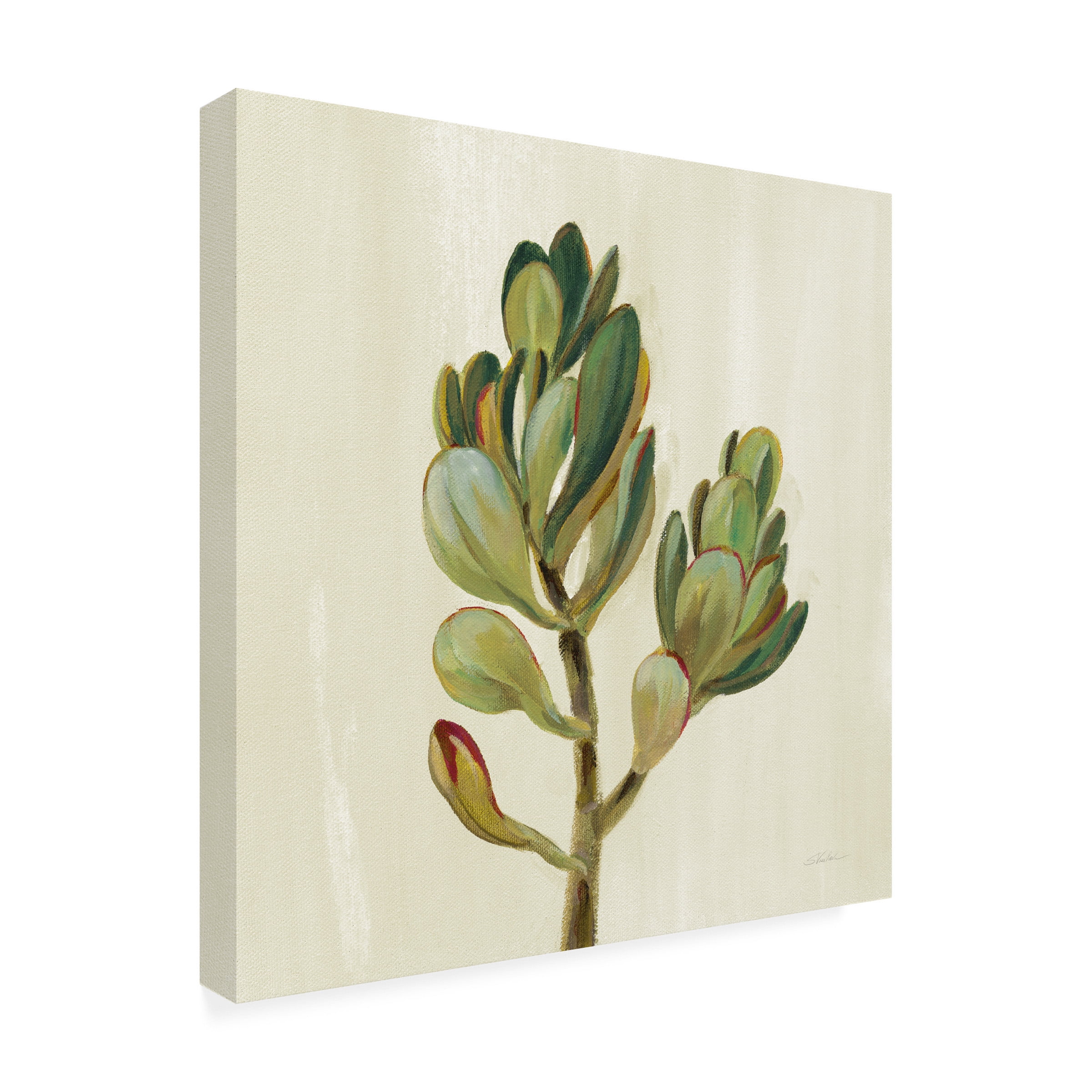 Trademark Fine Art 'Front Yard Succulent II' Canvas Art by Silvia Vassileva