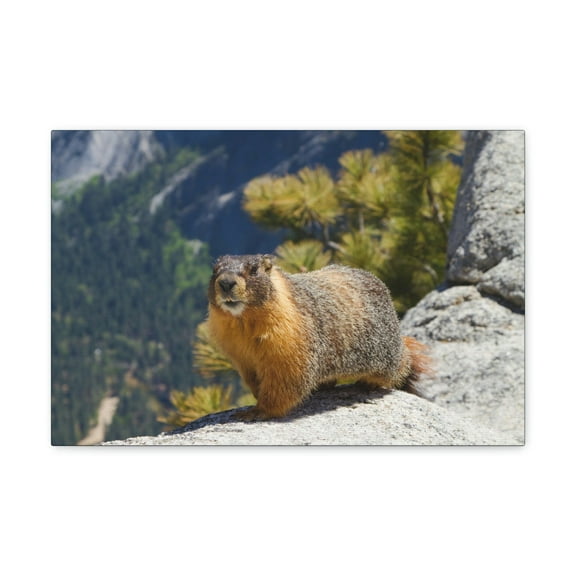 Yellow Bellied Marmot on a Ridge Near Yosemite Falls Print Animal Wall Art Wildlife Canvas Prints Wall Art Ready to Hang Unframed