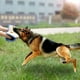 thumbnail image 4 of Greeniant yuteManga para mordedura de perro resistente al desgarro, yute duradero, mango cómodo, funda para mordedura de entrenamiento para Suministros para perros borde rojo, 4 of 6