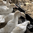 thumbnail image 3 of Black 2Pack Duck Feeder Fence Hanging Feed Trough Goose Turkey Trough with Clips, 3 of 5