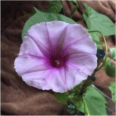 Packet Of 10 Seeds Lavender Moonflower Ipomoea Turbinata Open Packet Of 10 Seeds Lavender Moonflower Ipomoea Turbinata Open Pollinated By Seed